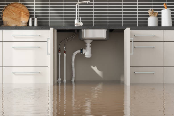 Best Mold removal after water damage  in , CO